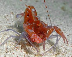 Red Snapping Shrimp (also called Pistol Shrimp). It takes... by Jim Chambers 